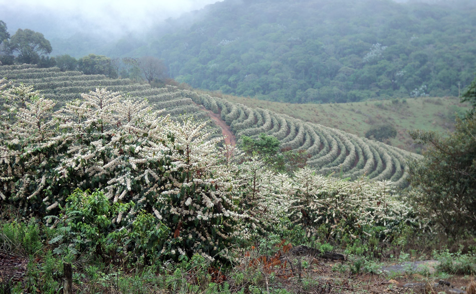 Of flowering COFFEE BEANS TO SPECIAL. 