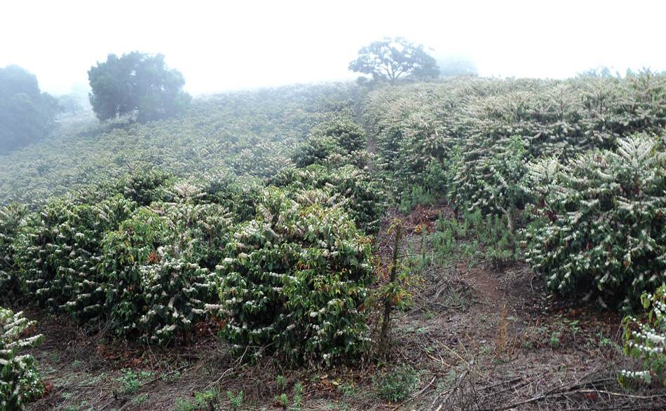 Of flowering COFFEE BEANS TO SPECIAL. 