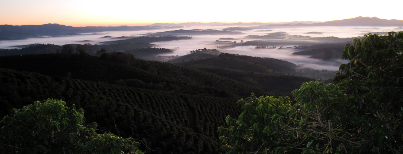 Cocarive produzindo os melhores grãos de café do Brasil.